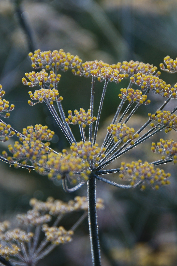 Foeniculum vulgare