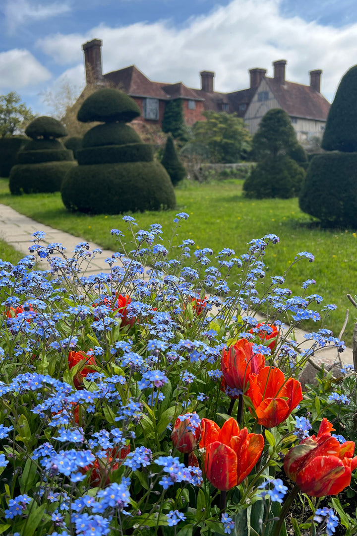 Forget Me Nots and Tulips Topiary Lawn