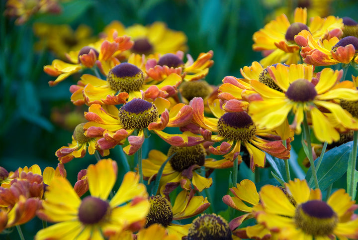 Helenium ‘Rauchtopas’