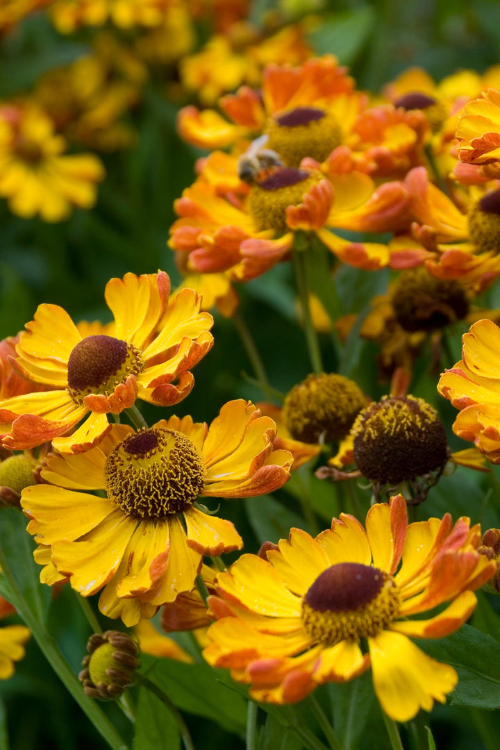 Helenium ‘Rauchtopas’