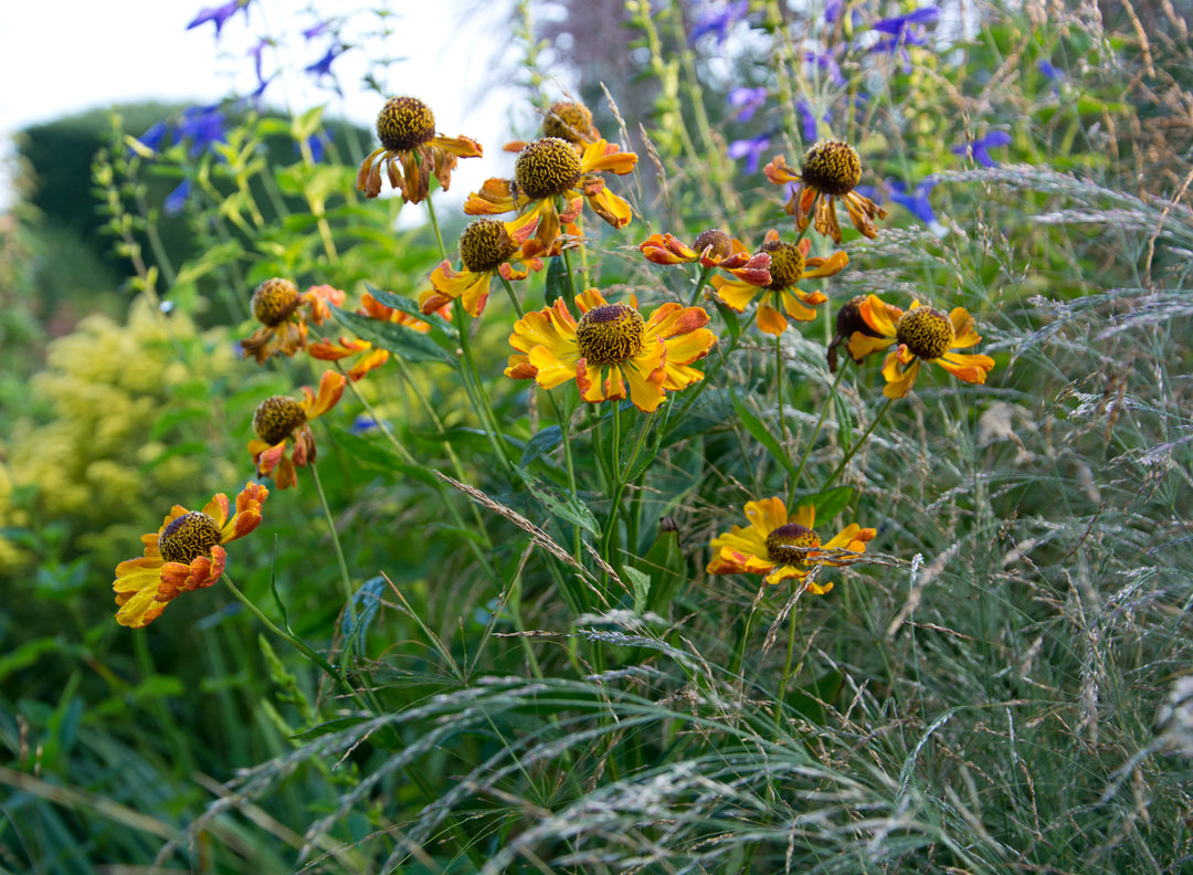 Helenium ‘Rauchtopas’
