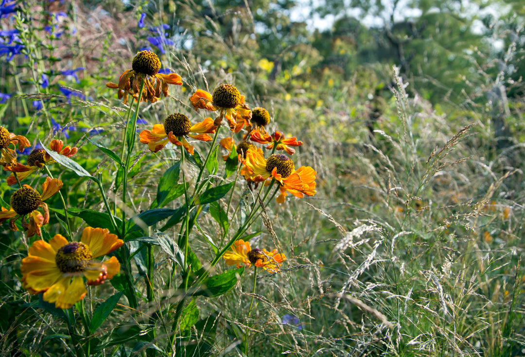 Helenium ‘Rauchtopas’