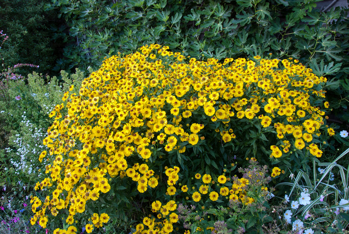 Helenium 'Riverton Beauty'