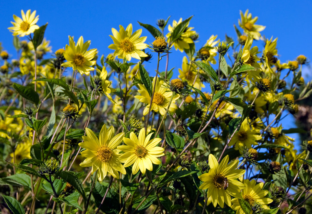 Helianthus 'Lemon Queen' AGM