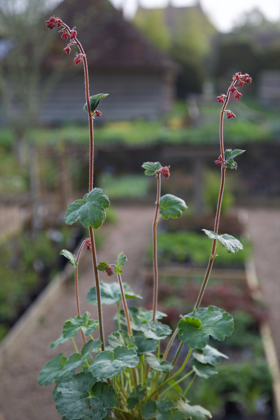 Heuchera sanguinea 'Leuchtkäfer'