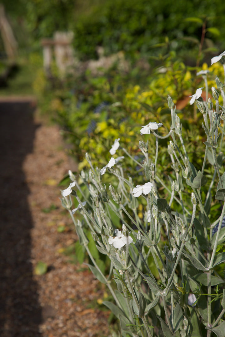 Lychnis coronaria 'Alba'