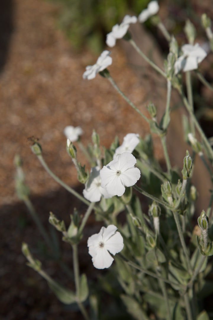 Lychnis coronaria 'Alba'