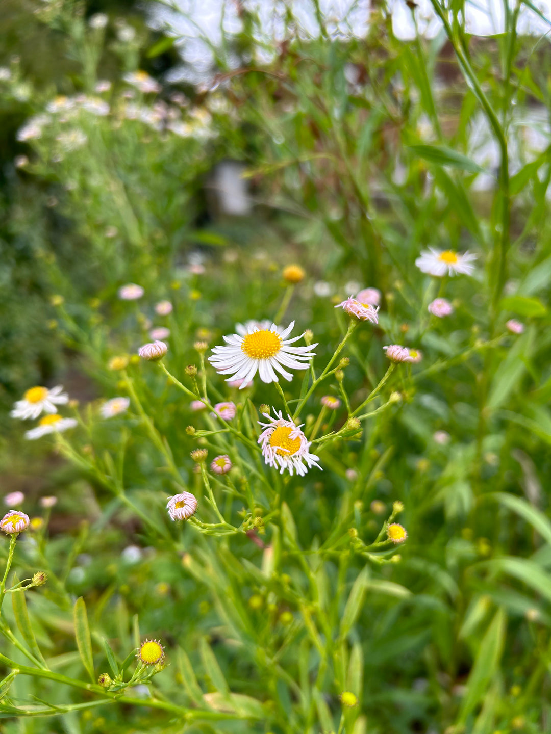 Boltonia asteroides var. latisquama 'Snowbank'