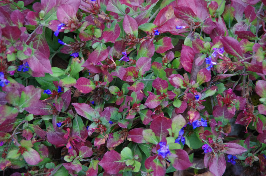 Ceratostigma plumbaginoides