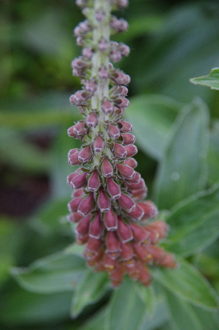 Digitalis parviflora AGM