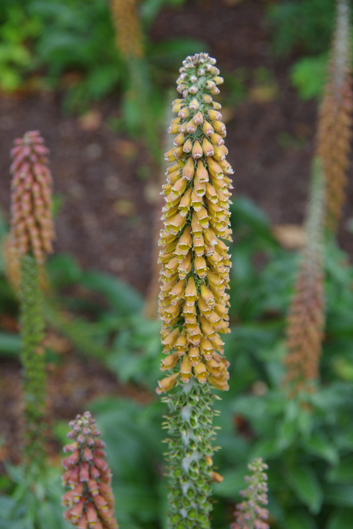 Digitalis parviflora AGM