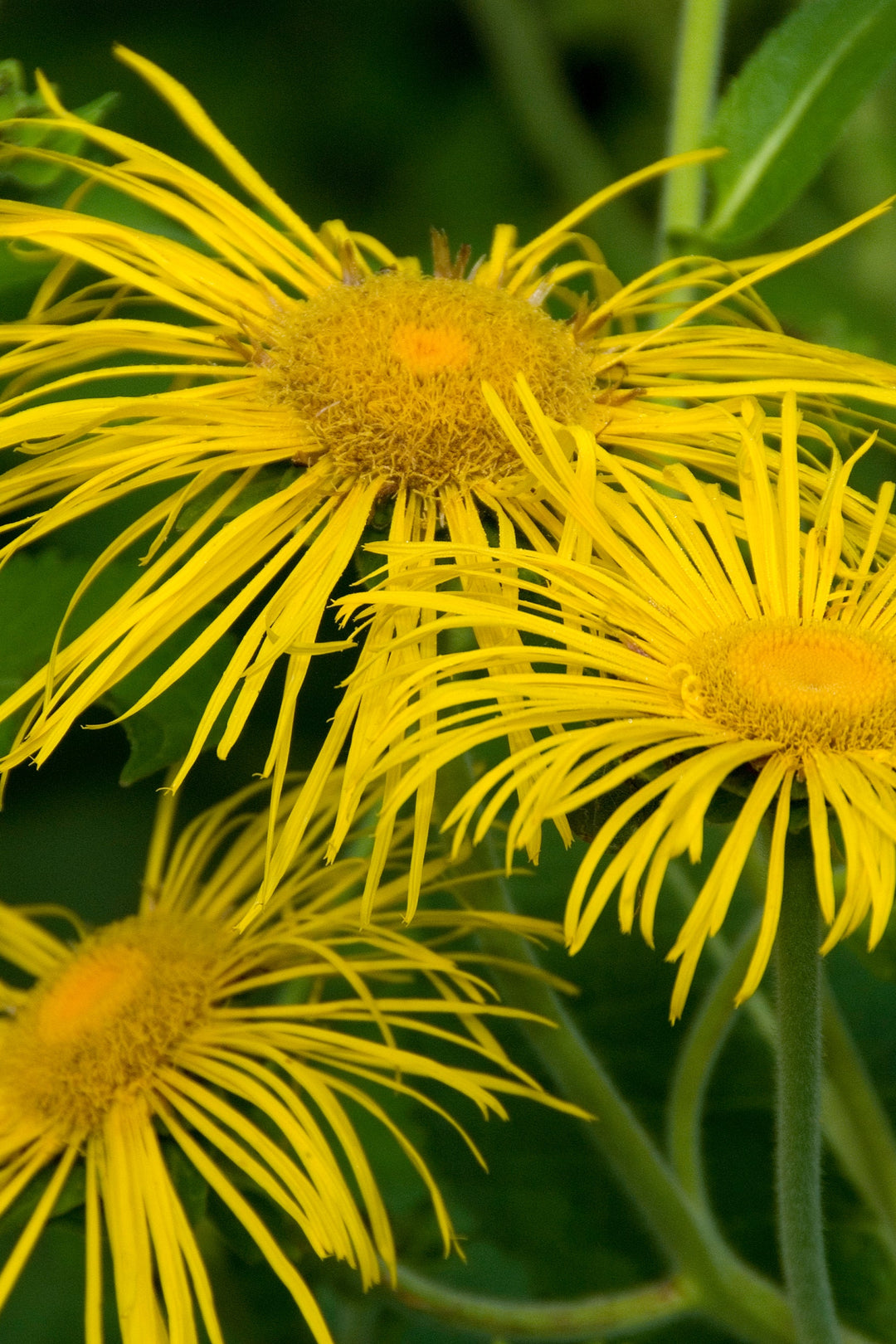 Inula_magnifica