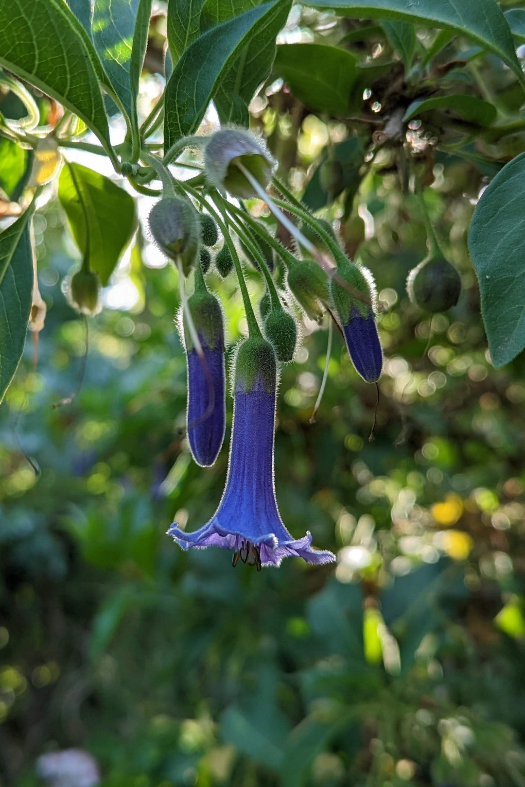 Iochroma australe