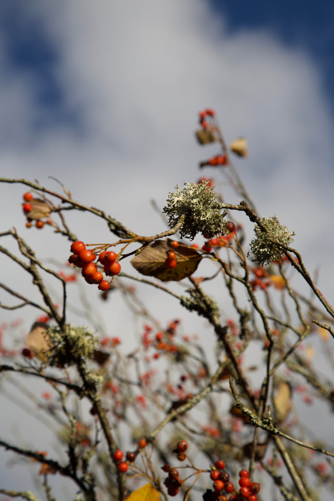 Karpatiosorbus bristoliensis whitebeam in winter with orange berries