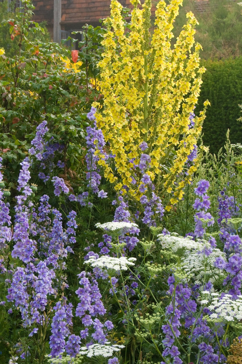 Larkspur sublime lilac with Verbascums and Ammi