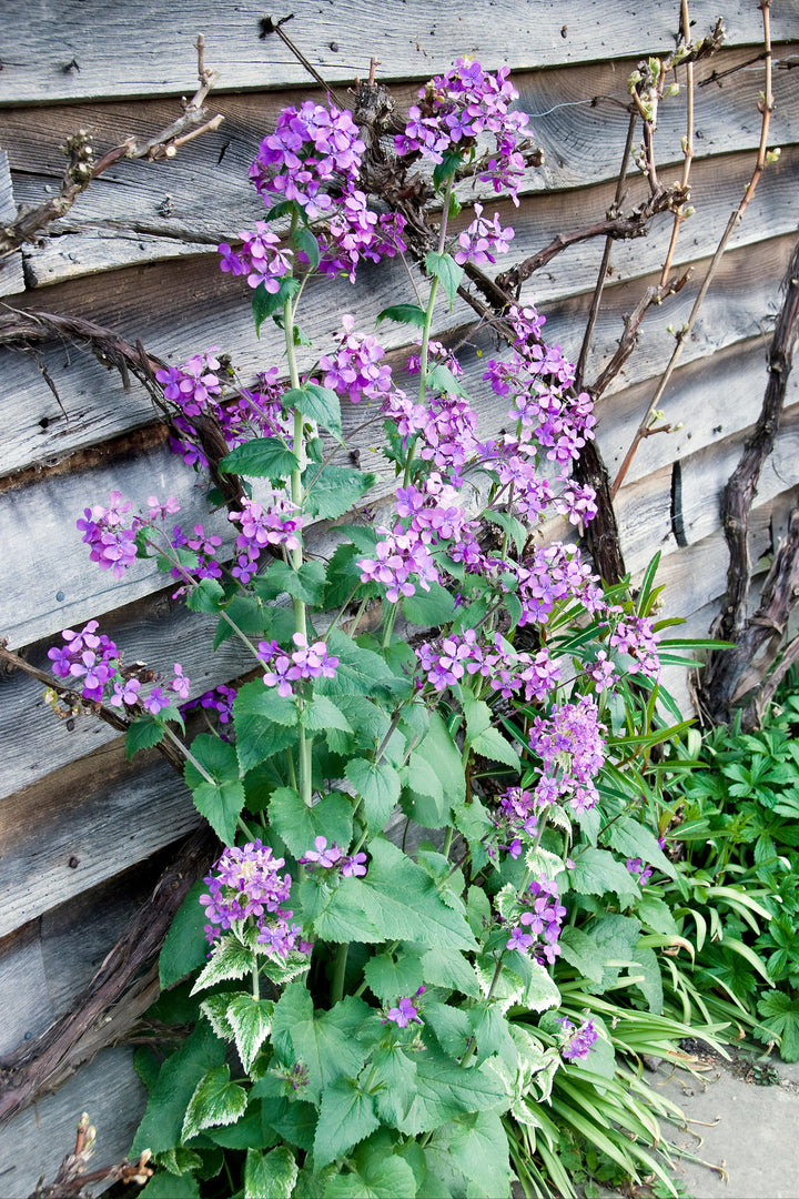 Lunaria annua Variegata 