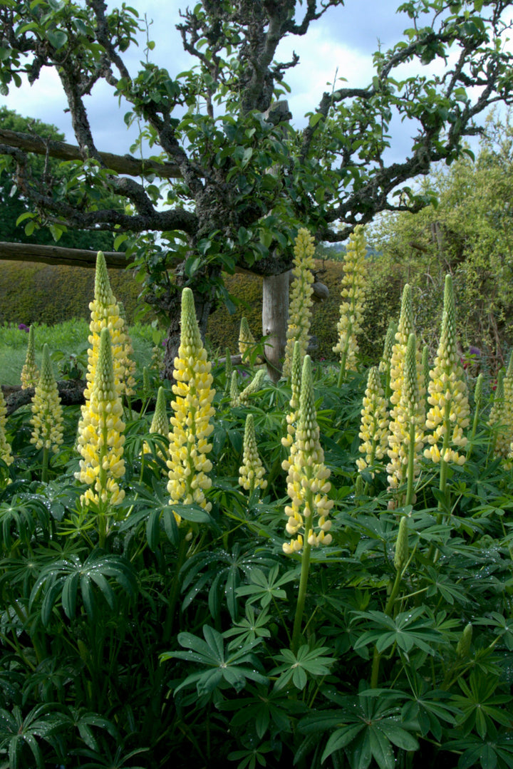 Lupinus Chandelier