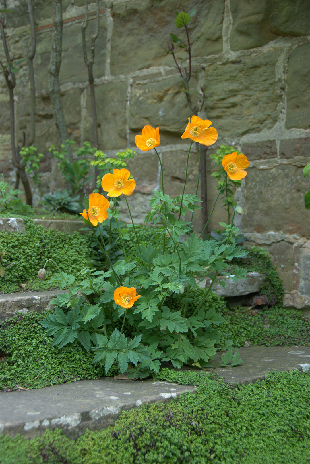 Meconopsis cambrica on the steps