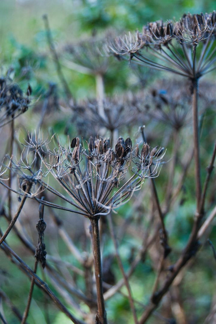 Melanoselinum decipiens seed head