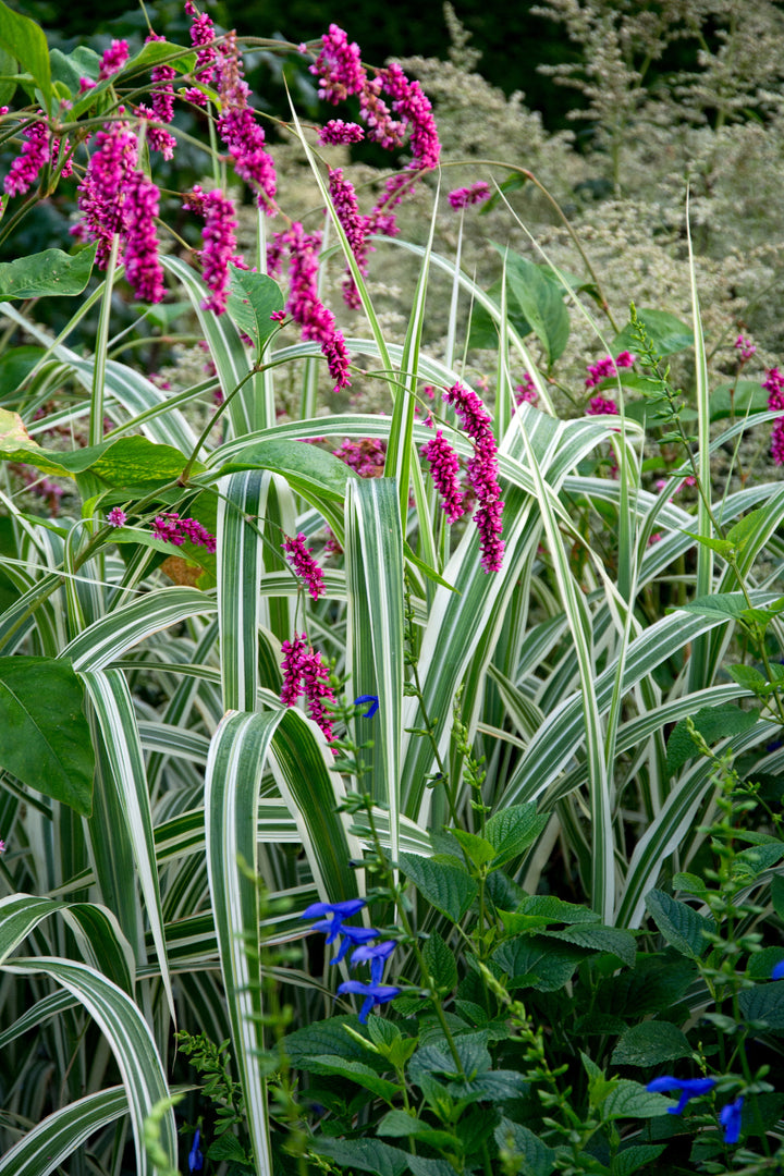 Miscanthus sinsensis var condensatus Cosmopolitian with Persicaria orientalis