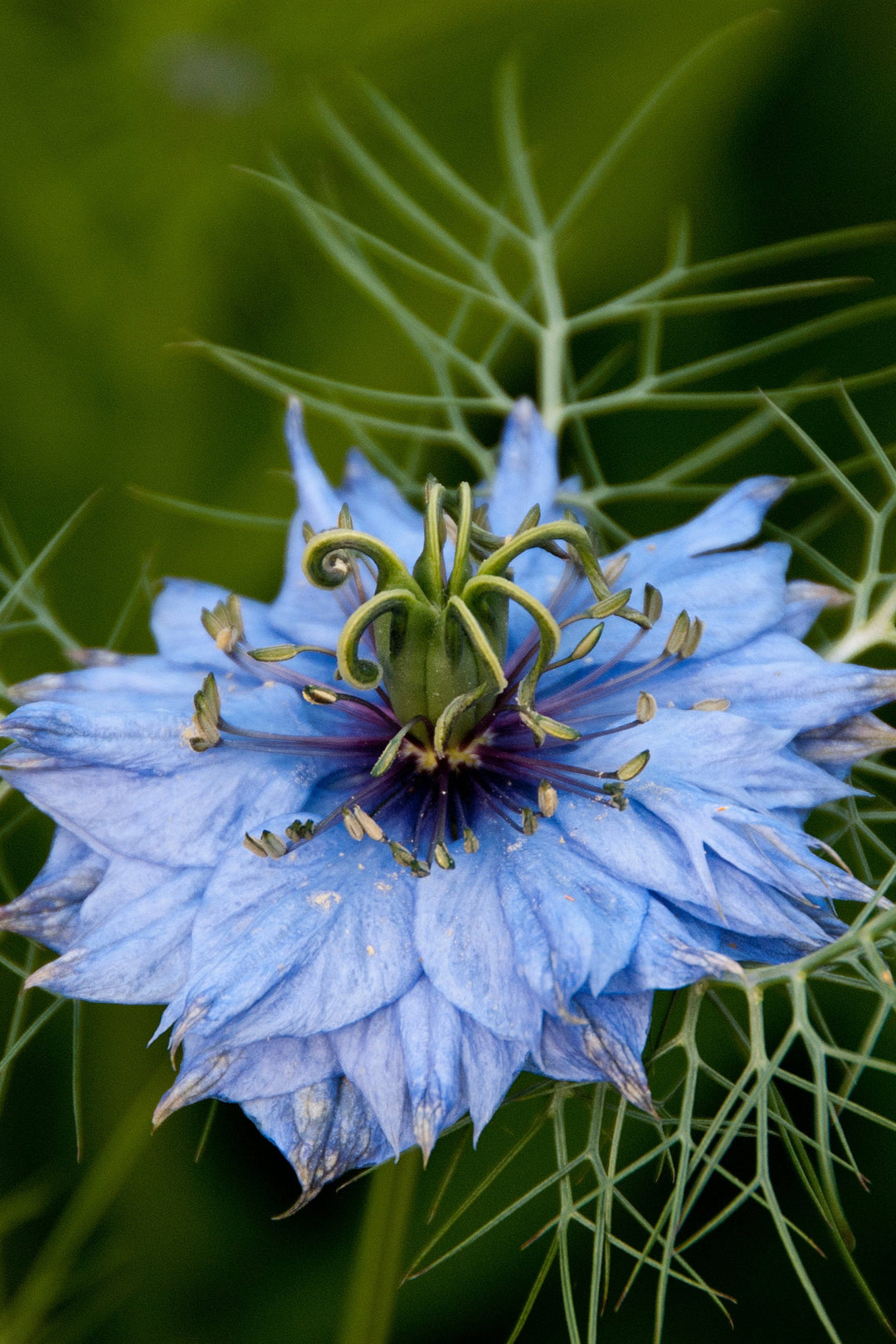 Nigella flower head