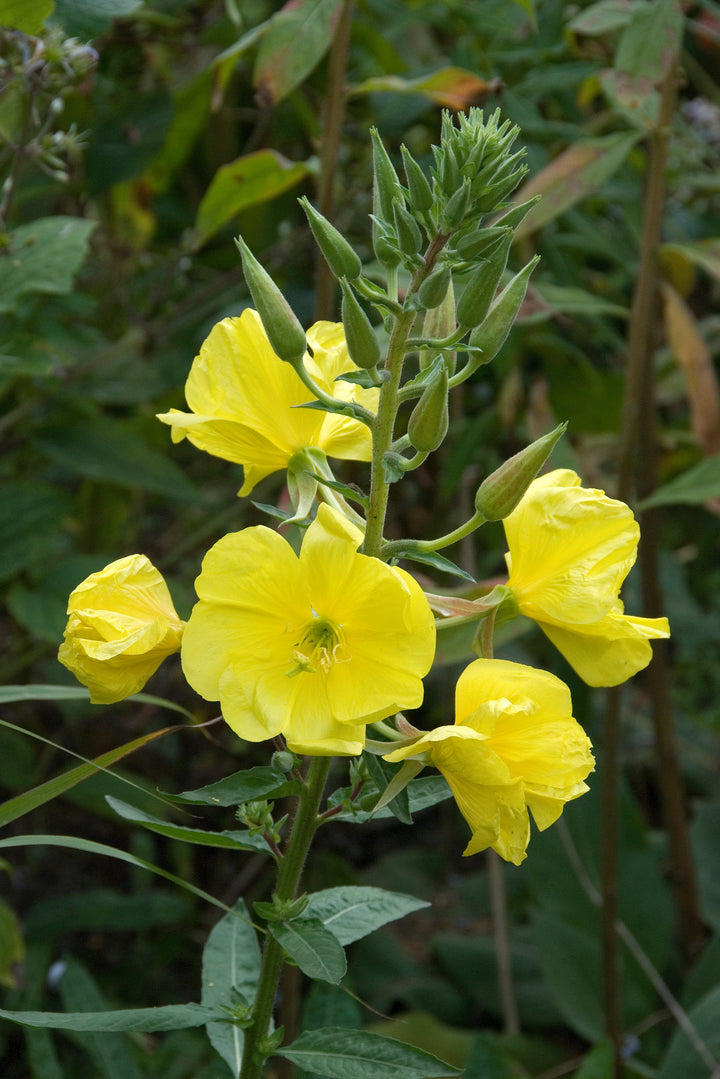 Oenothera 