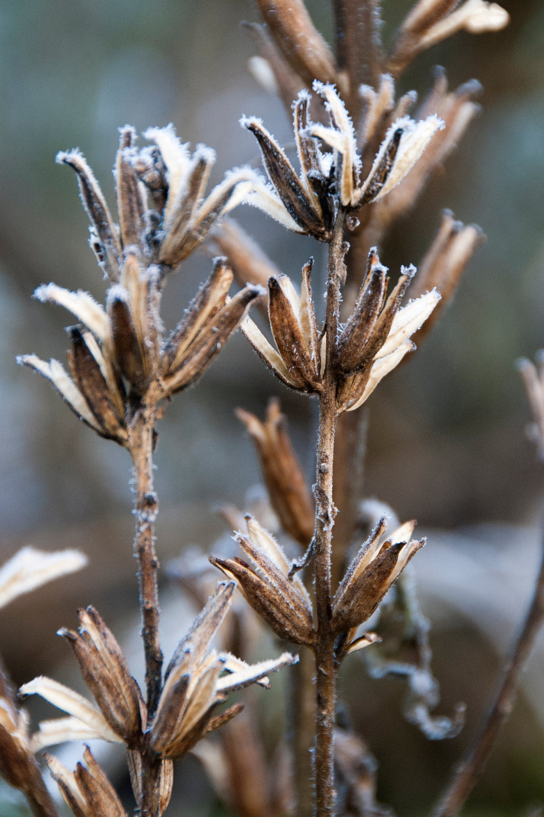 Oenothera seed heads