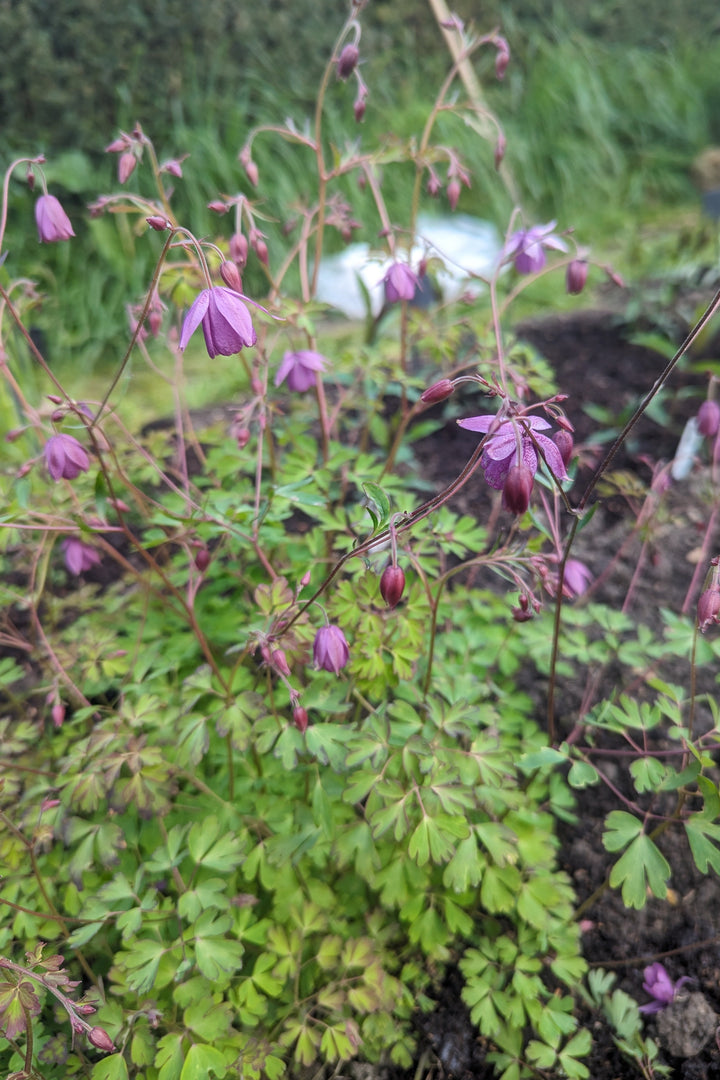 Semiaquilegia ecalcarata