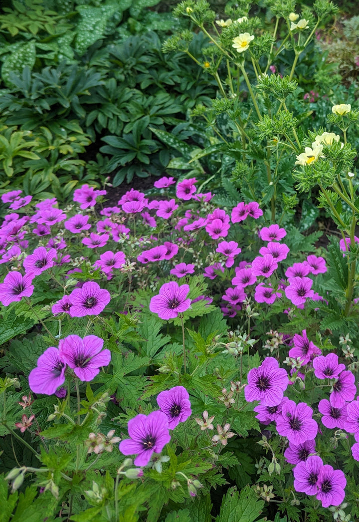Geranium 'Patricia' AGM