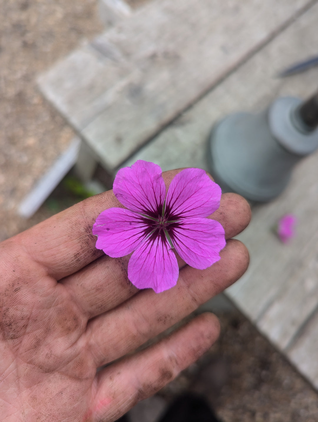 Geranium 'Patricia' AGM