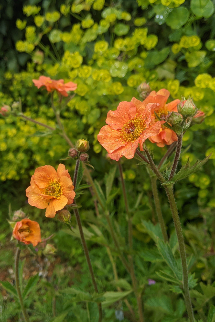 Geum 'Totally Tangerine'
