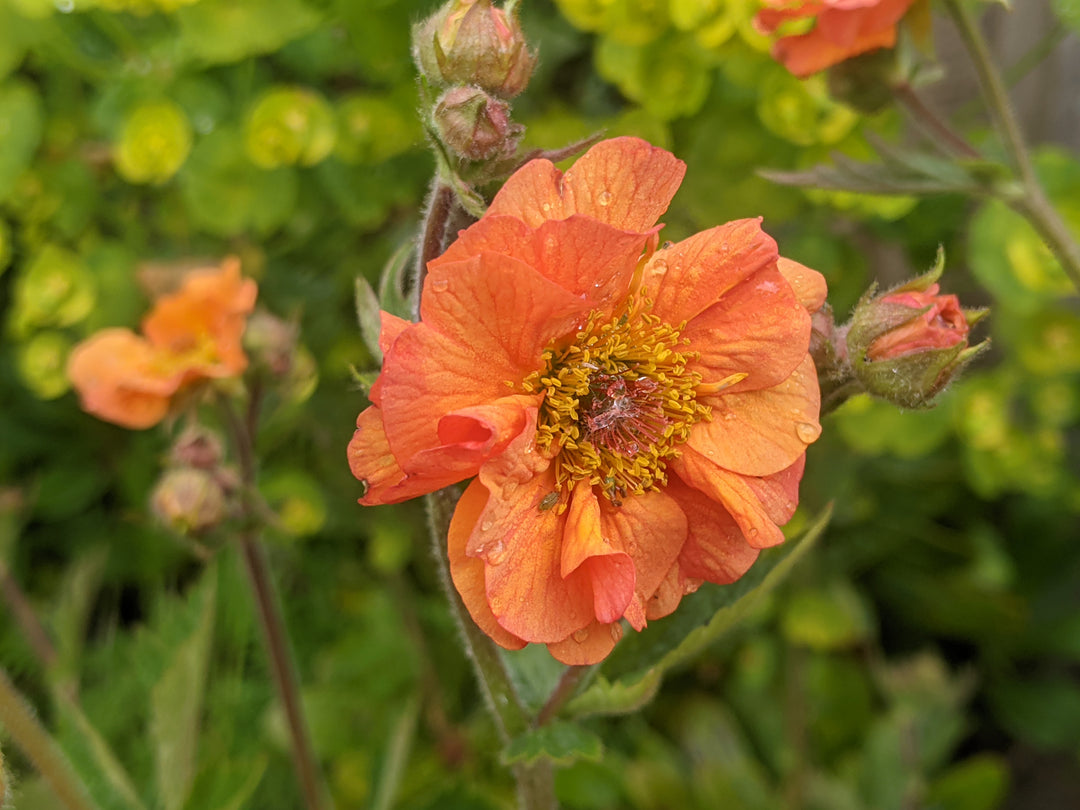 Geum 'Totally Tangerine'