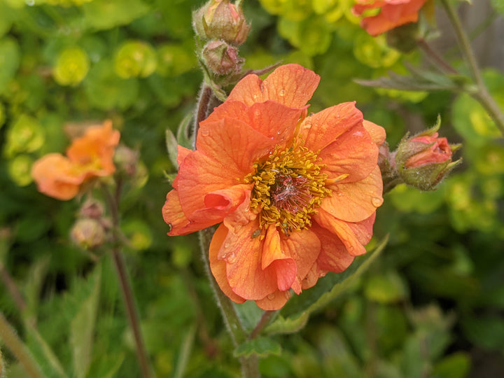 Geum 'Totally Tangerine'