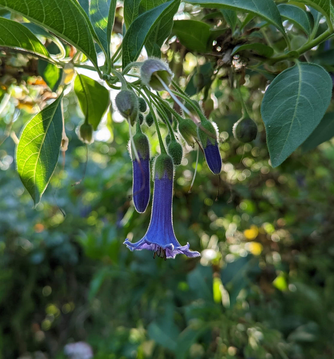 Iochroma australe