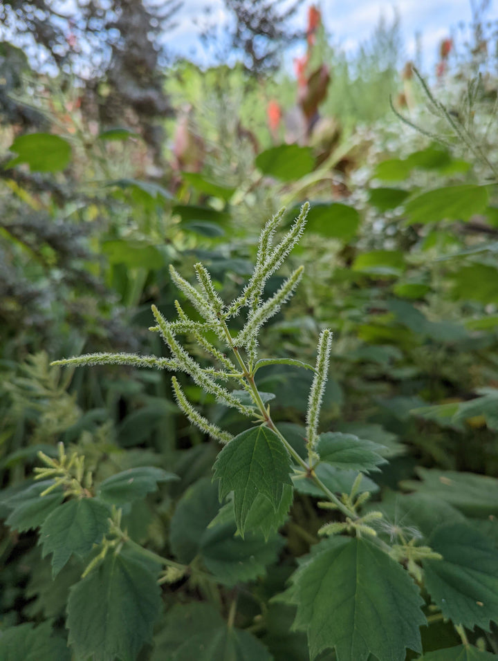 Boehmeria platanifolia
