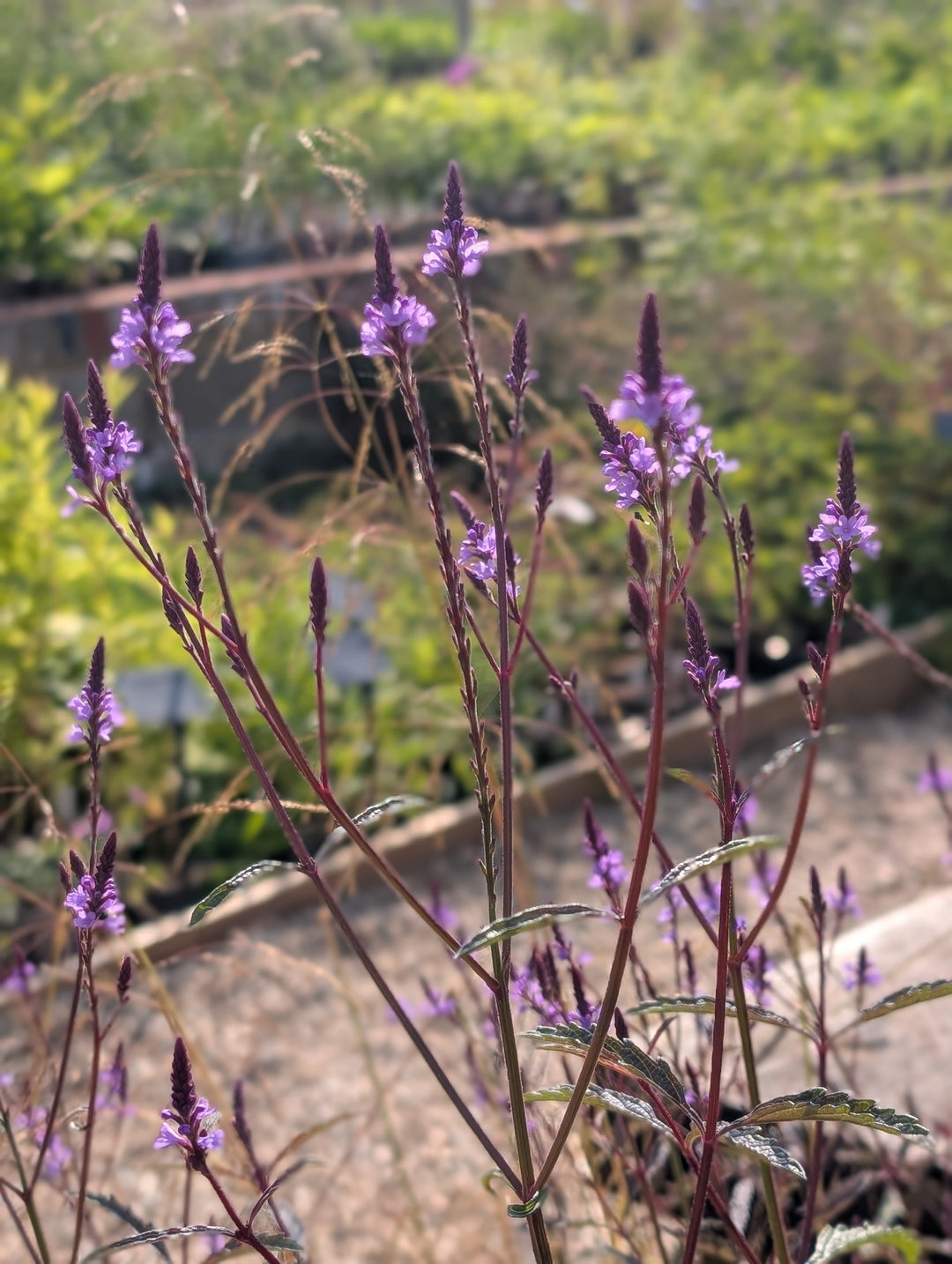 Verbena x baileyana 'Purple Haze'