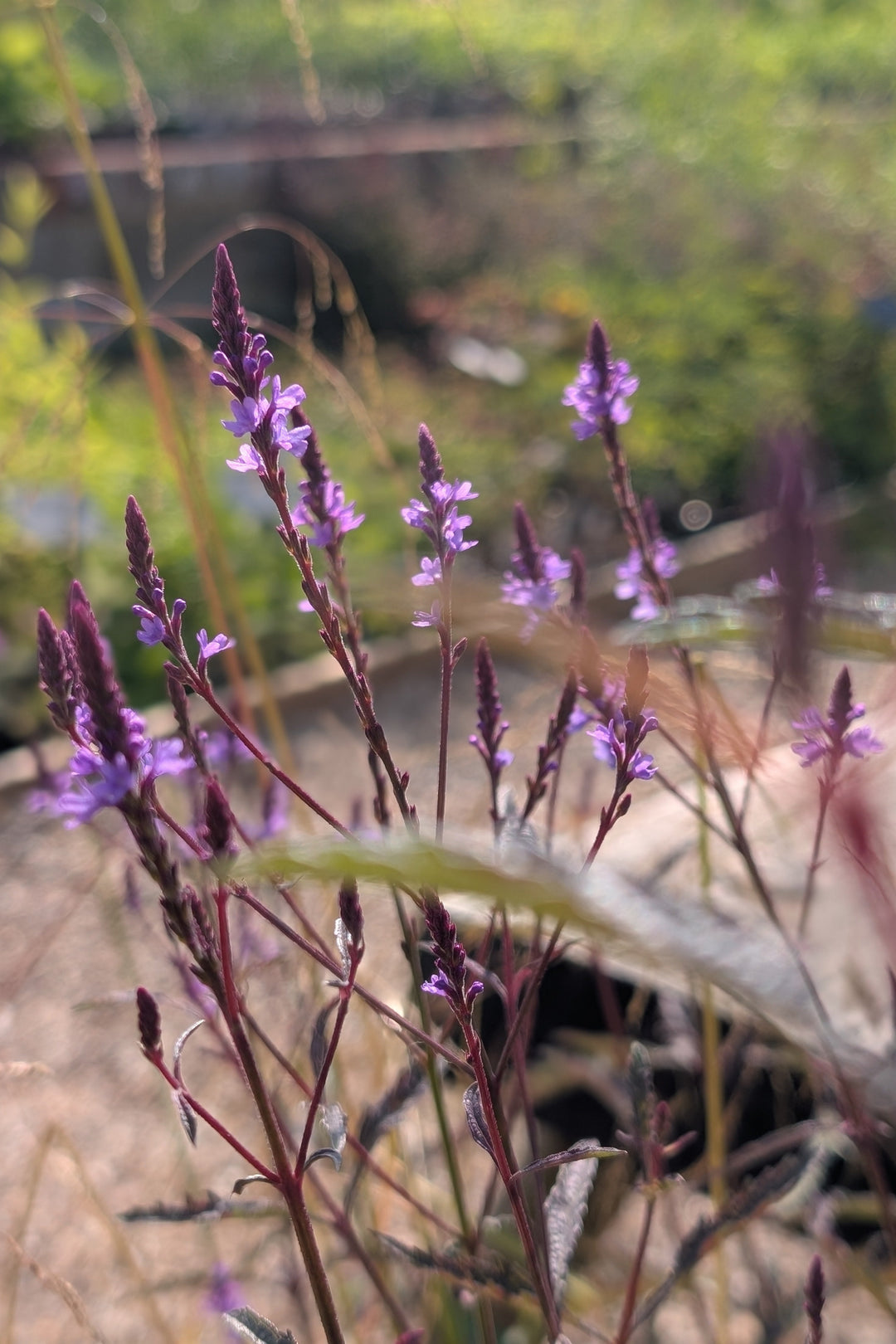 Verbena x baileyana 'Purple Haze'