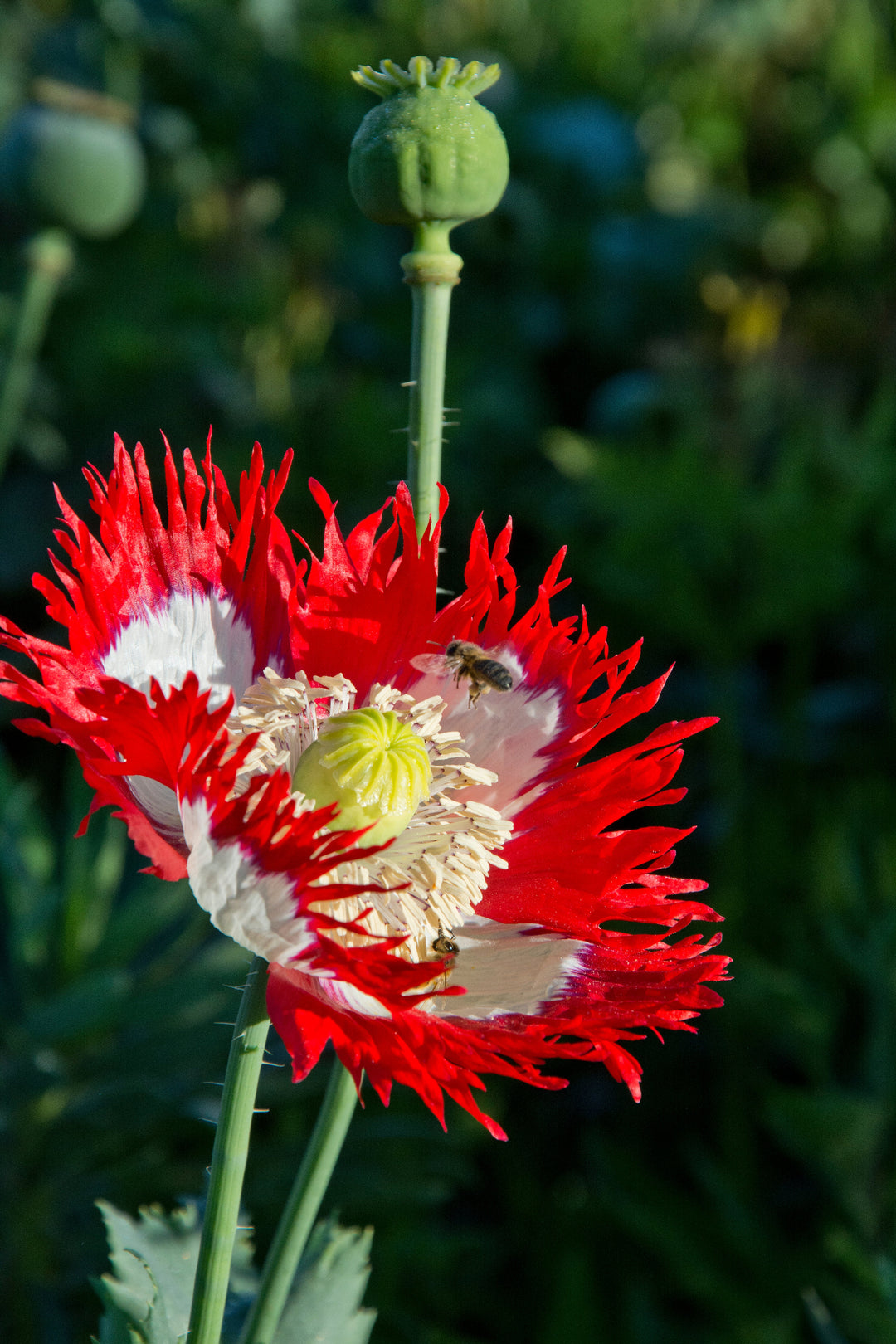 Papaver DanishFlag with bee 