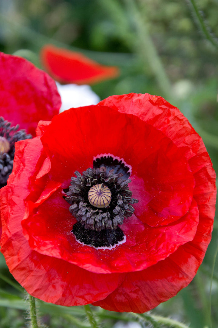 Papaver rhoeas 