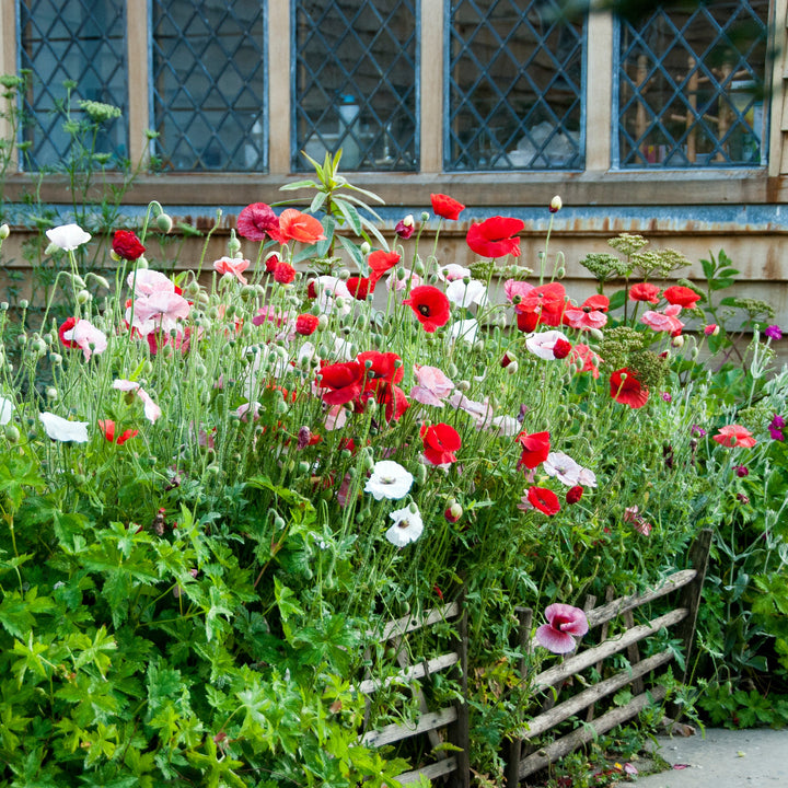 Papaver rhoeas Mother of Pearl group