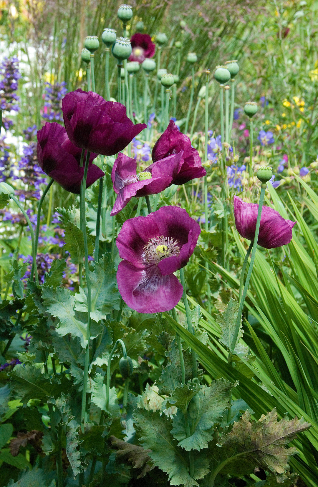 Great Dixter Seed-  Papaver somniferum Lauren's Grape