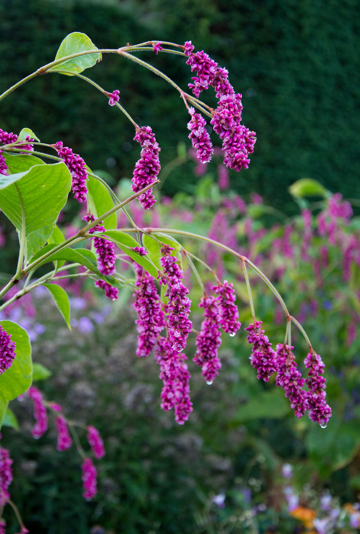 Persicaria orientalis 