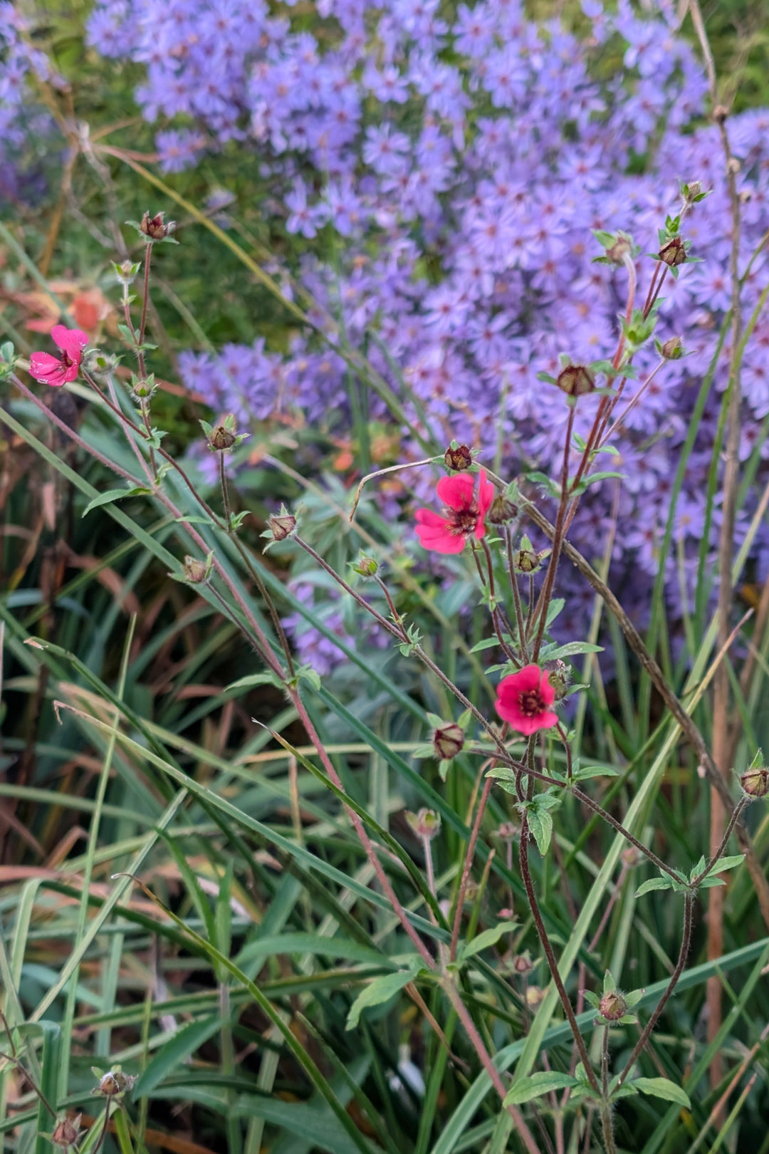 Potentilla nepalensis 'Ron McBeath' 