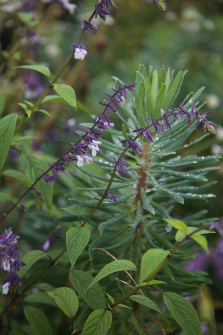 Salvia 'Phyllis Fancy'