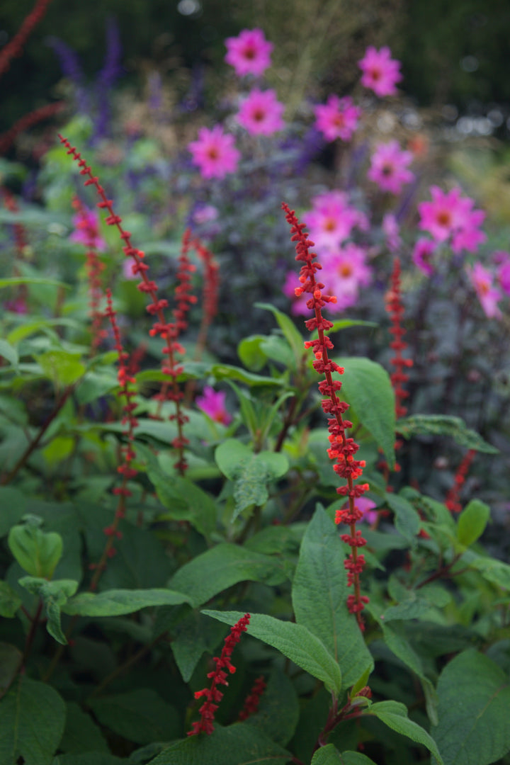 Salvia confertiflora