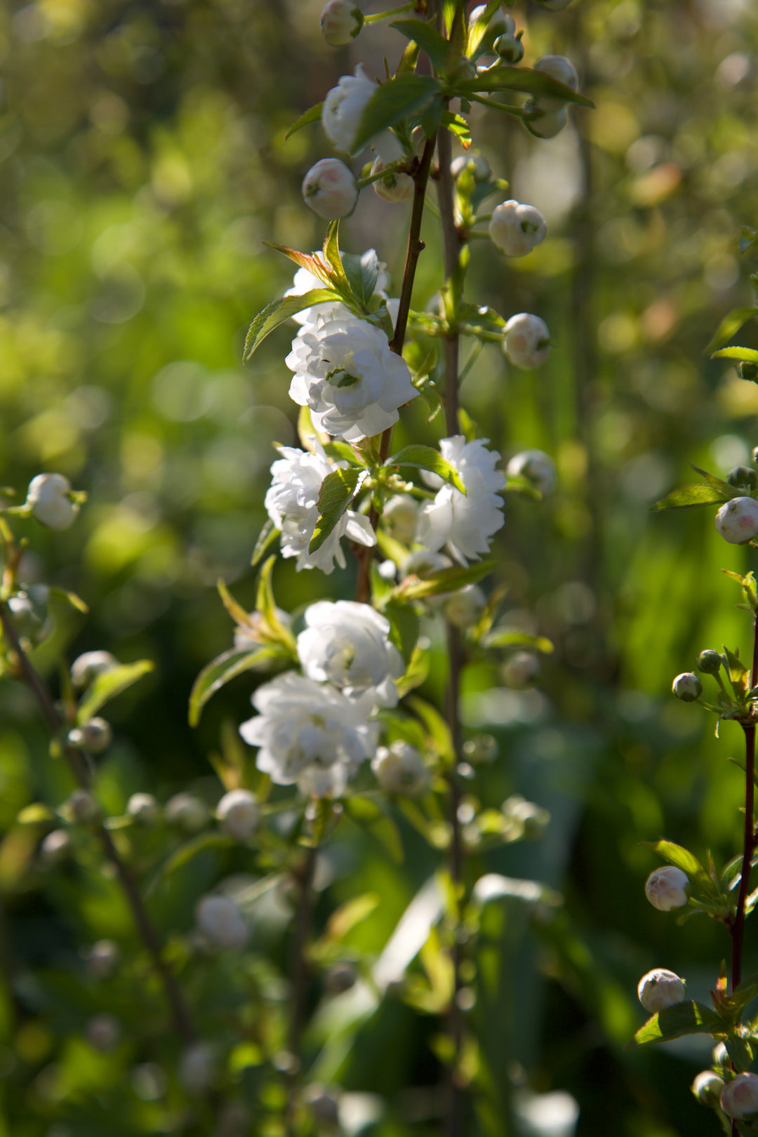 Prunus glandulosa 'Alba Plena'