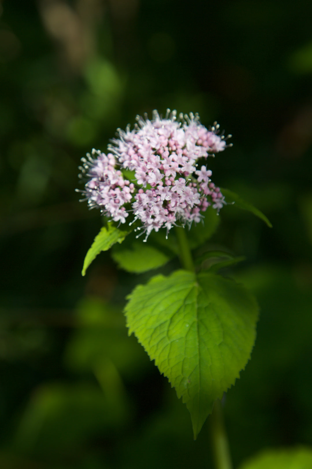 Valeriana pyrenaica