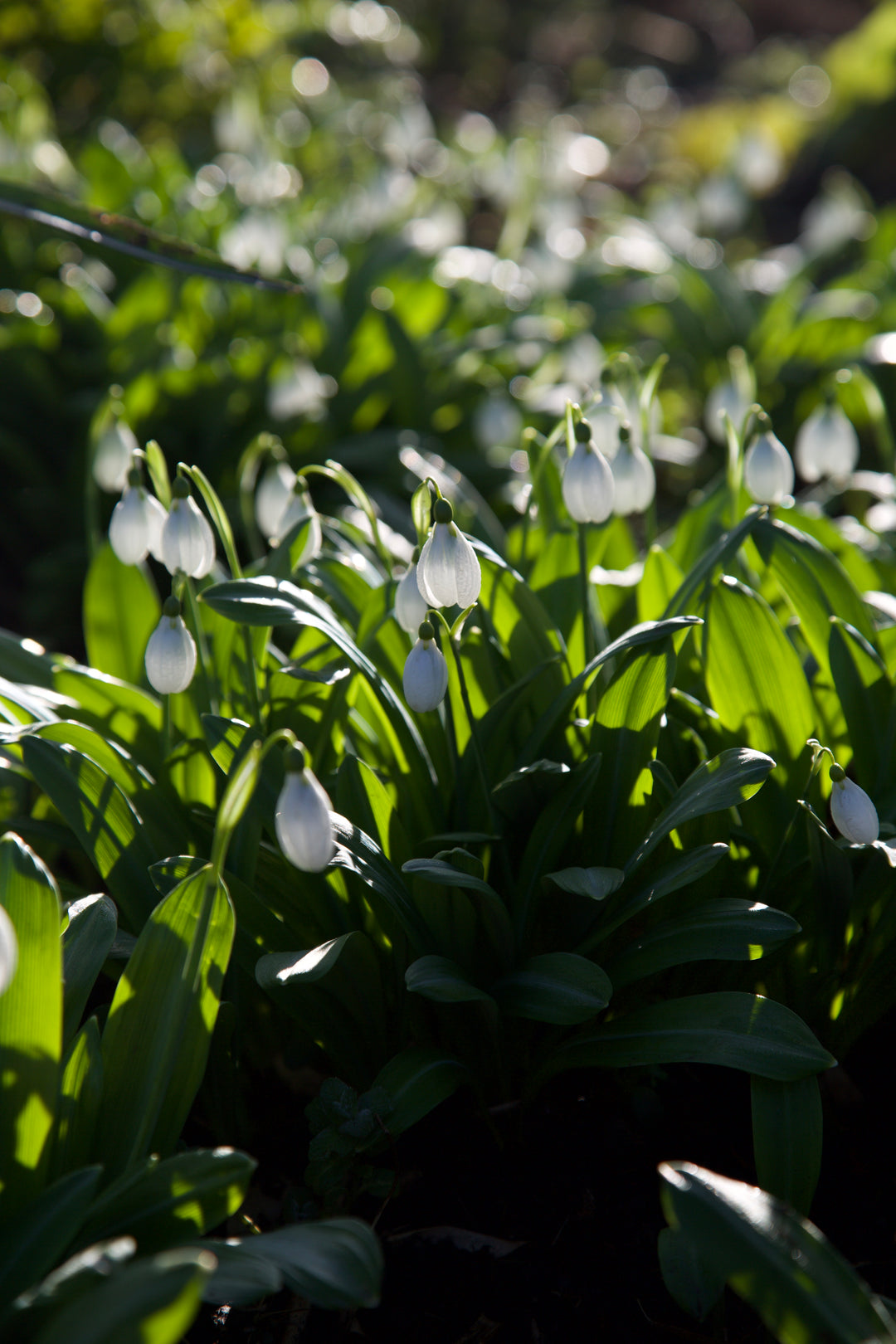 Galanthus plicatus 'Augustus Seedling'