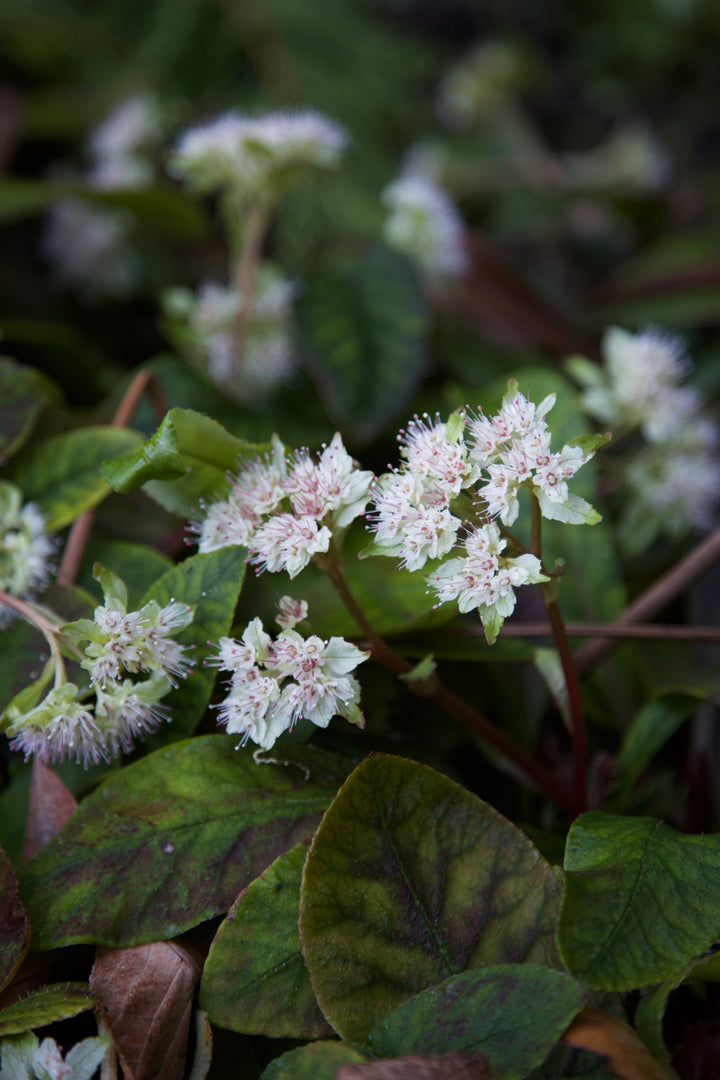 Chrysosplenium macrophyllum
