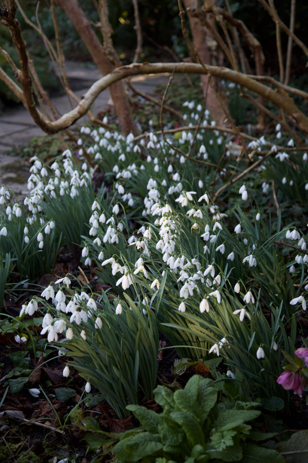 Galanthus 'Atkinsii' AGM